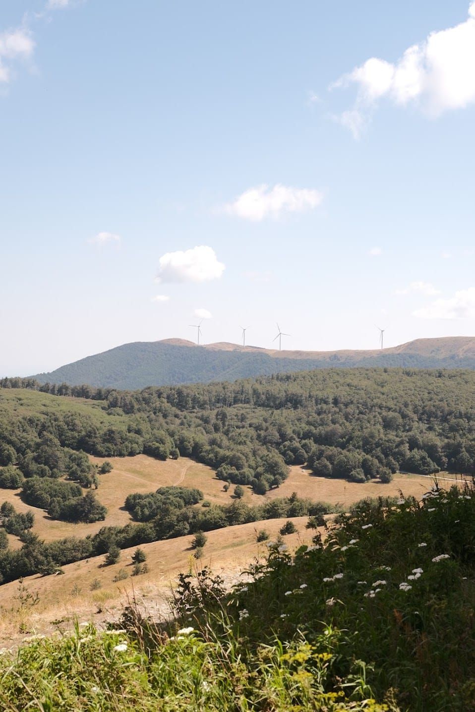 Forested green hills beyond a rolling golden meadow beneath clouds near Buzludzha in Bulgaria.