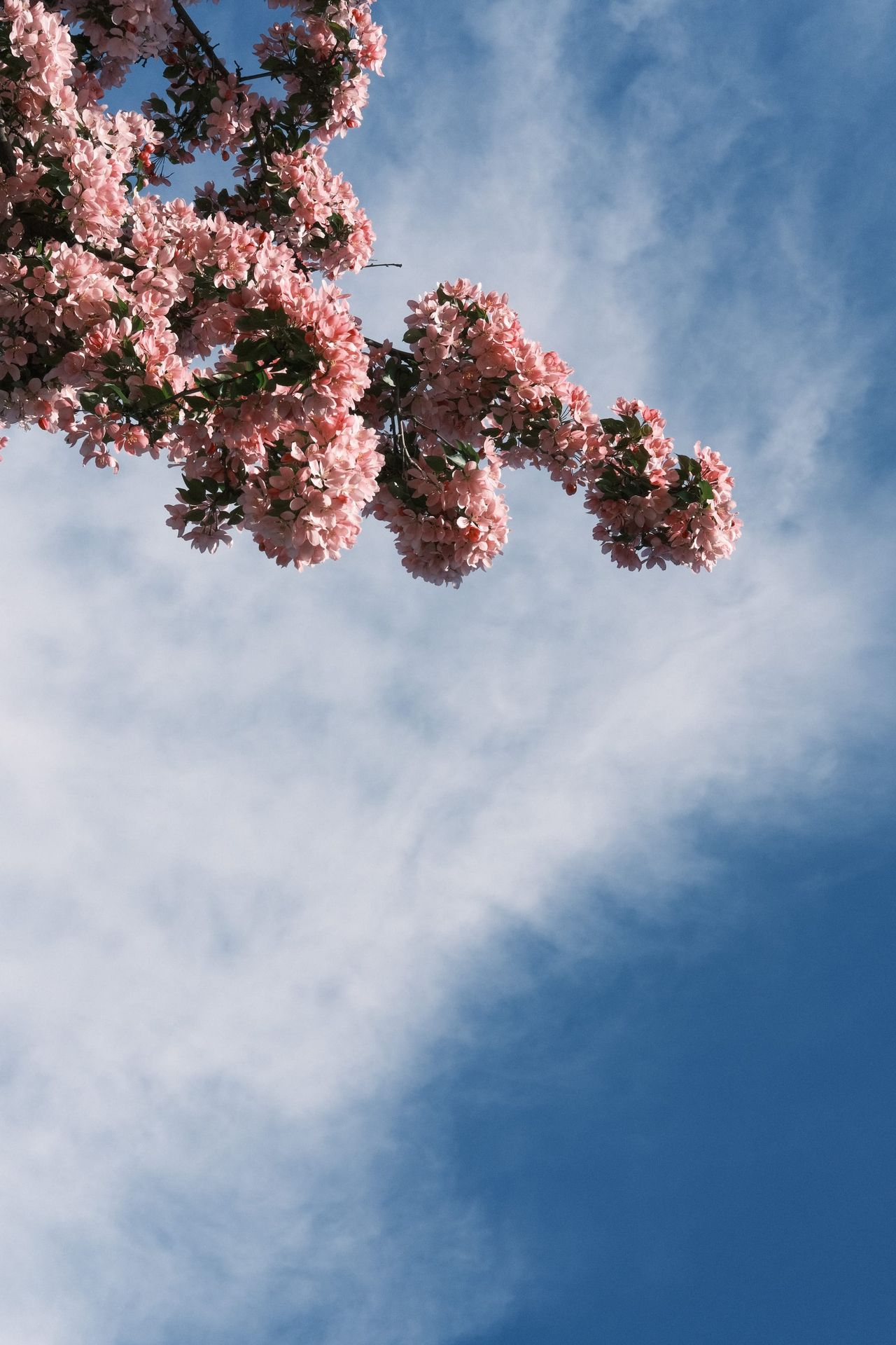 Pink blossom branches reaching into a textured blue and white sky in Moscow
