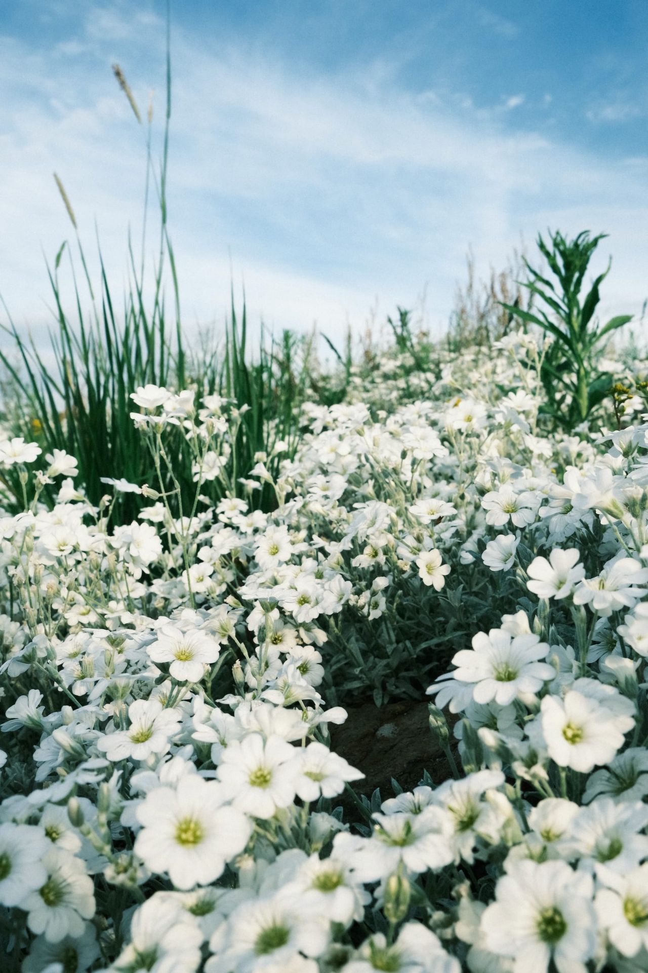 White daisies beneath tall grasses and a bright cloud-streaked sky in Moscow
