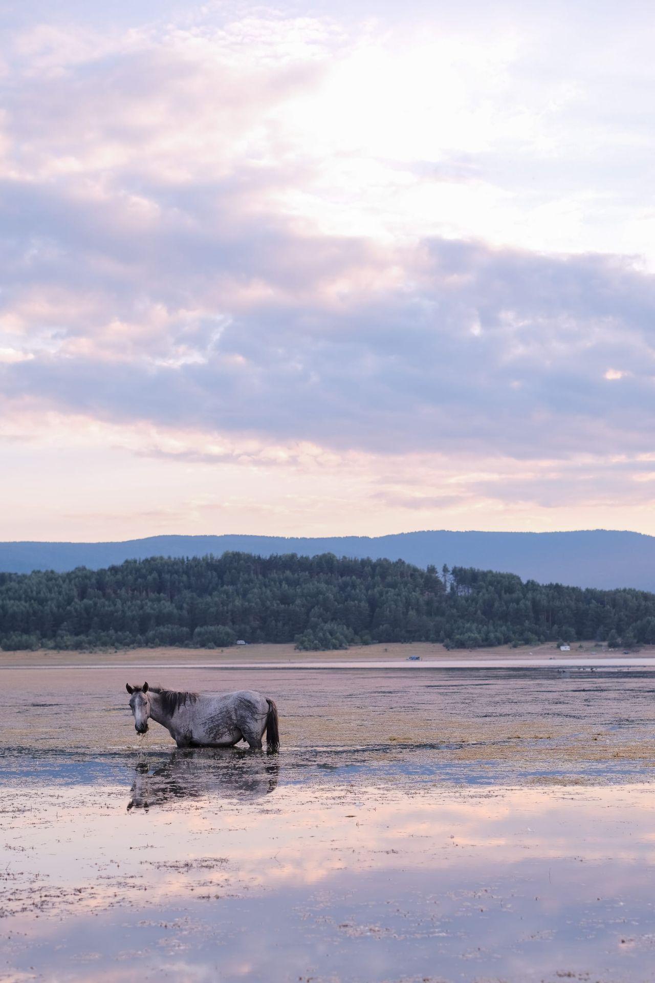 White horse standing in shallow water beneath a pastel pink and blue evening sky