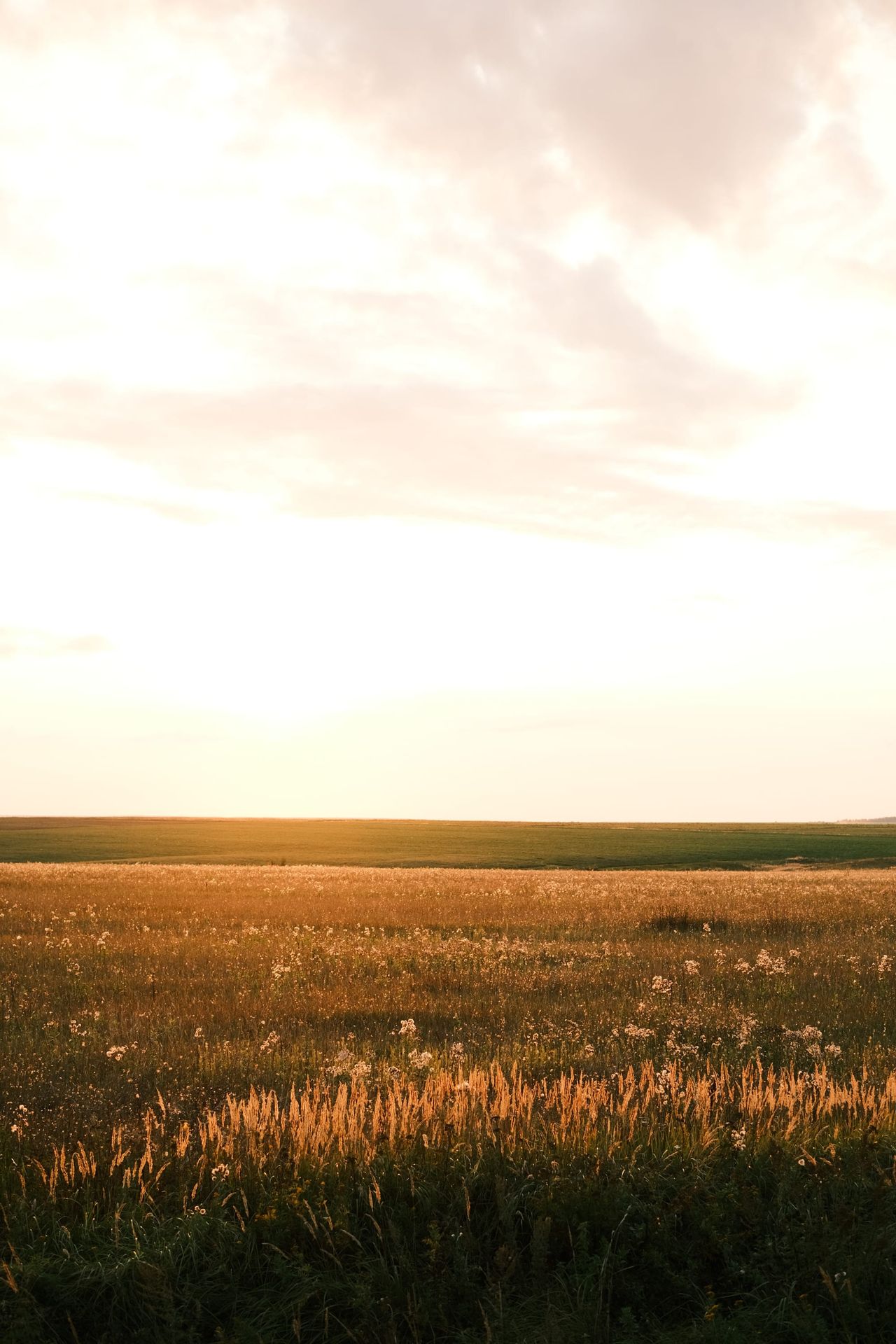 Sunlit grain field stretching to the horizon beneath a pale clouded sky