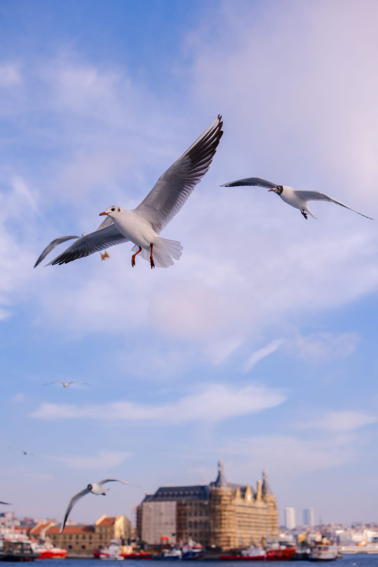 Seagulls flying above Istanbul's waterfront beneath a soft blue and pink sky