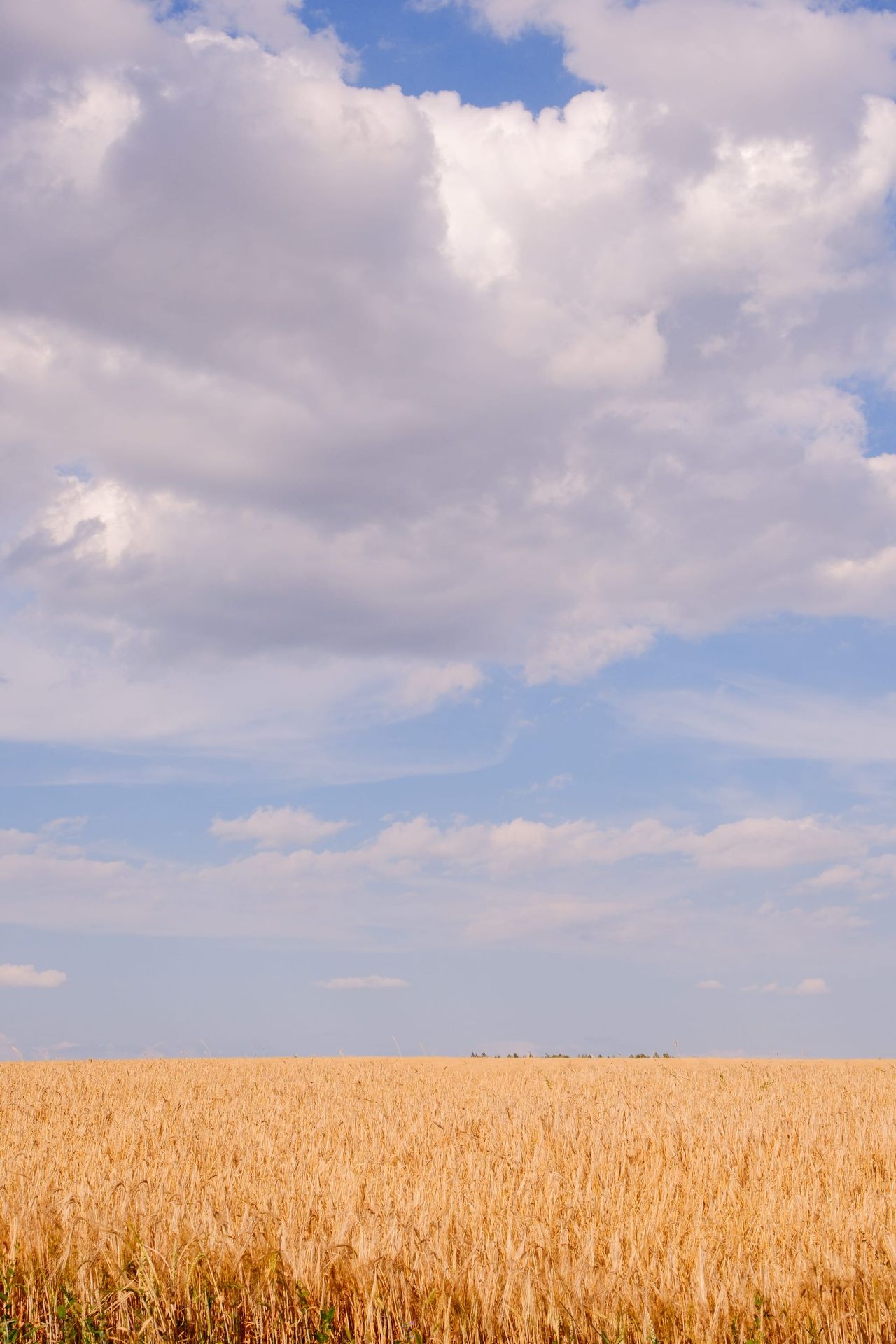 Golden wheat field beneath layered white and grey summer clouds