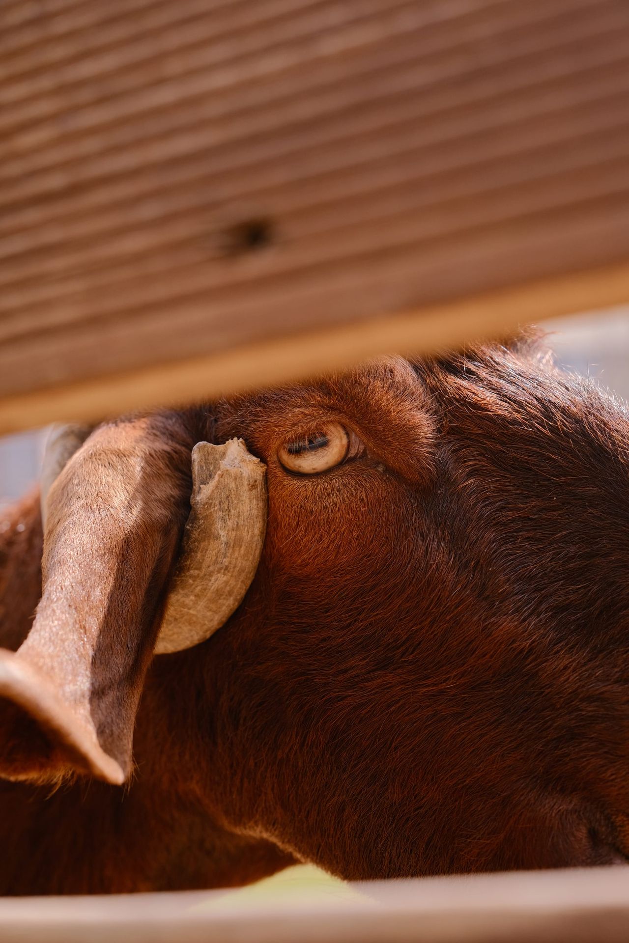 Close-up of a goat's eye and horn behind wooden planks, Cyprus