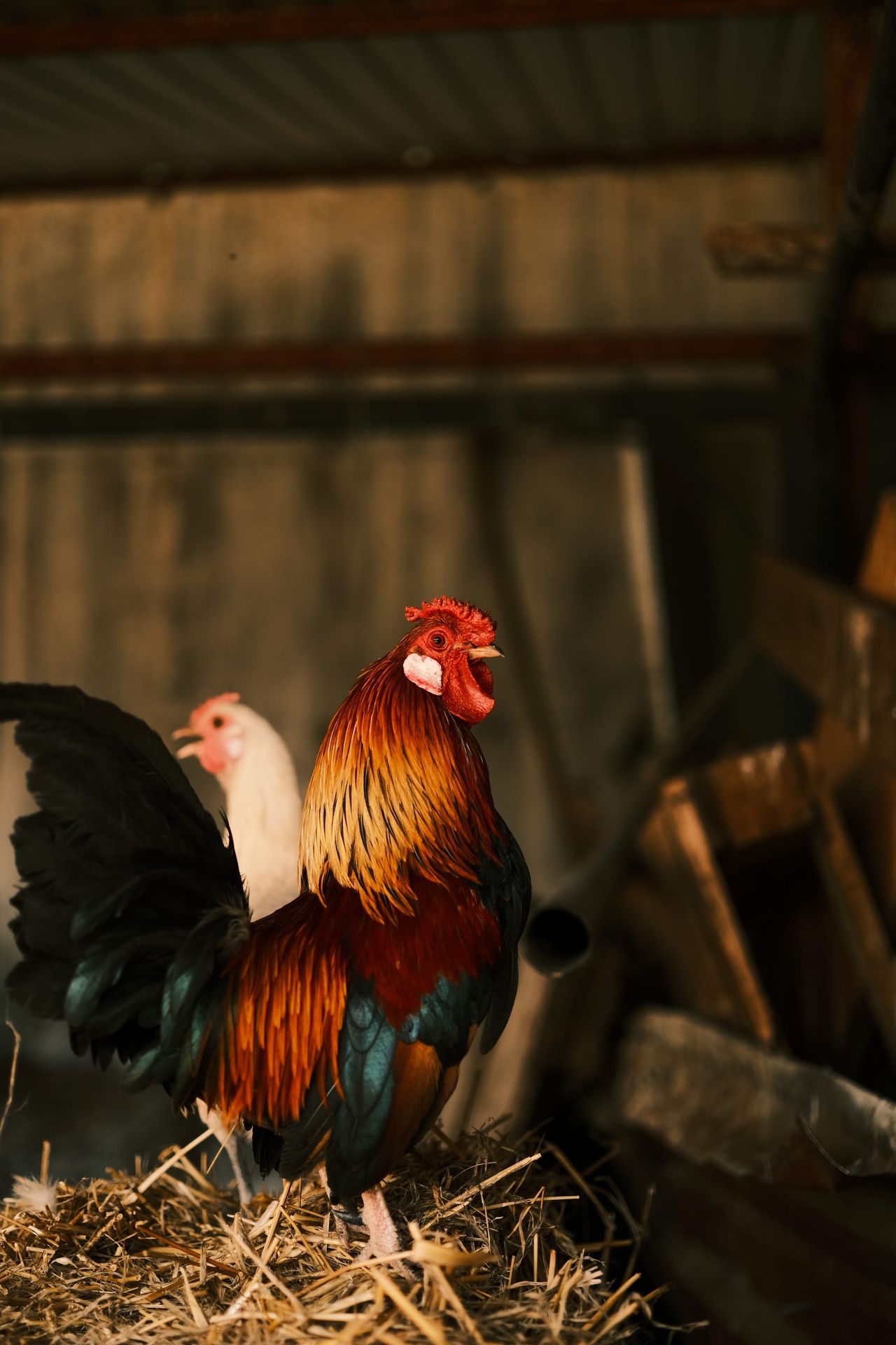 Rooster and hen standing on straw inside a coop, Cyprus