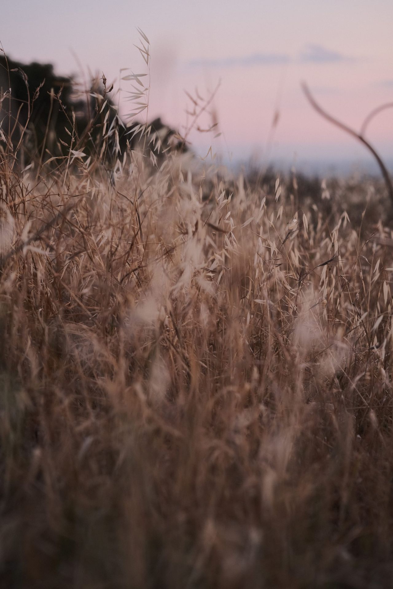 Dry grass stalks in soft evening light, Cyprus