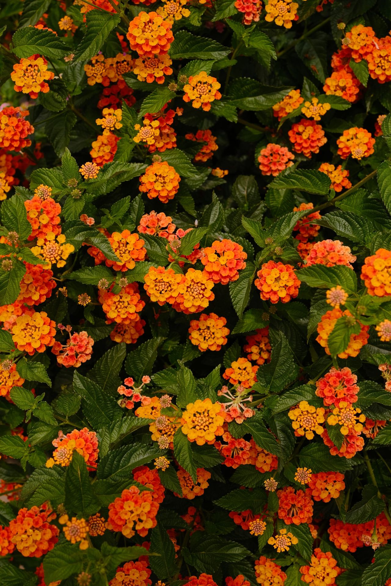 Orange and red lantana flowers, close-up, Cyprus