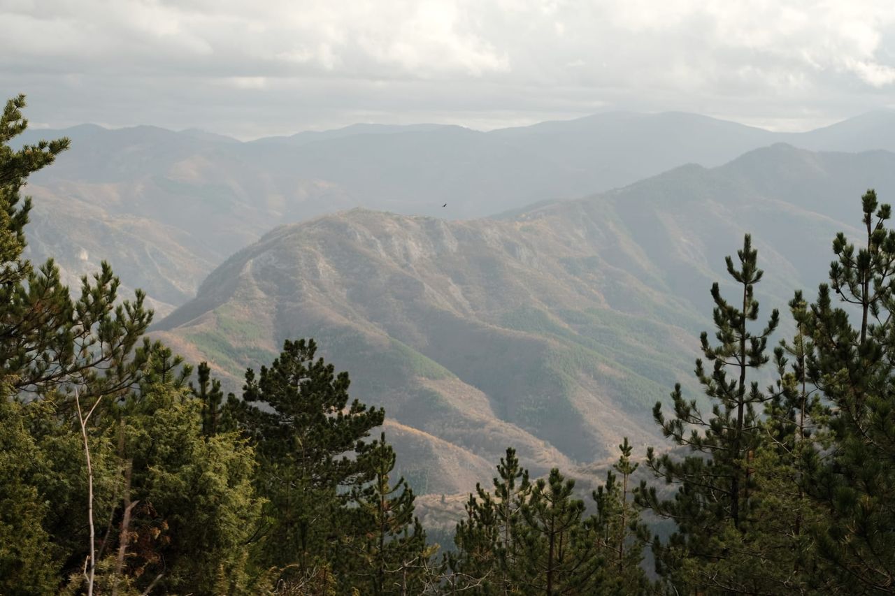 A broad mountain valley and layered ridges framed by foreground pine trees.