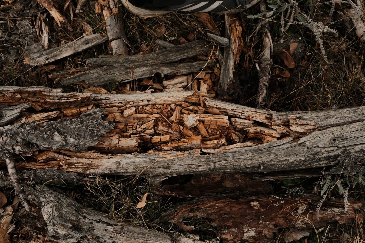Weathered logs, exposed roots and dry leaves cover the forest floor.