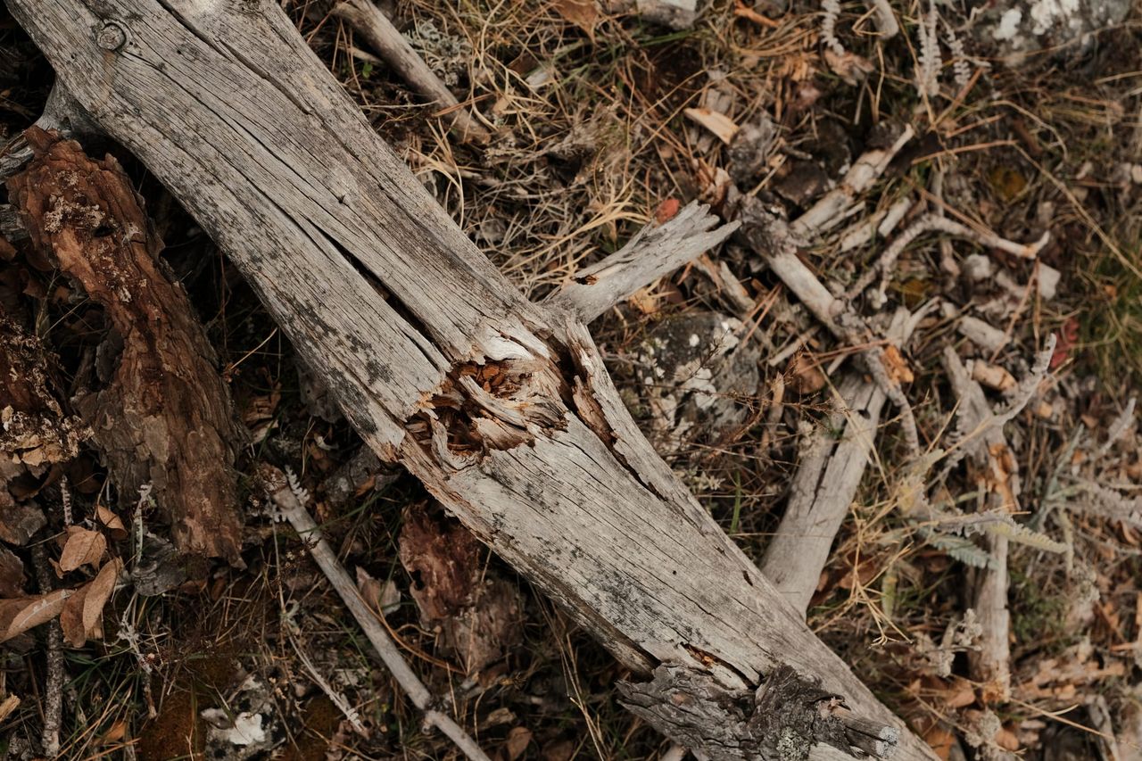 A split, decaying tree trunk lies diagonally across branches and leaf litter.