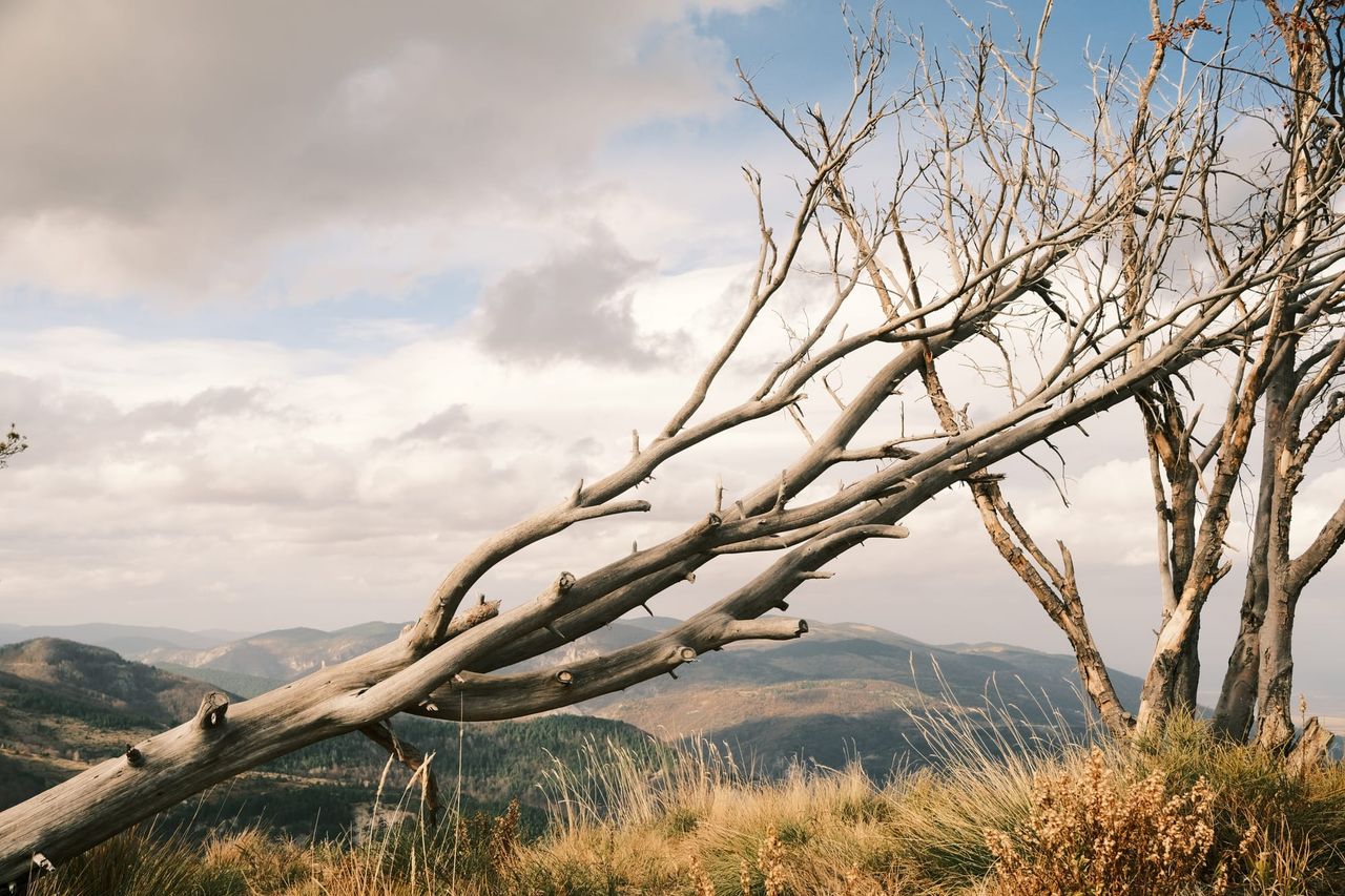 A weathered, leafless tree stretches across a grassy mountain slope beneath a cloudy sky.