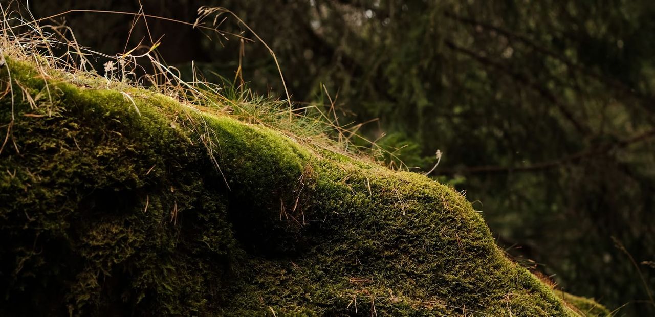 Sunlight catches a thick layer of green moss on a rock beneath forest branches.