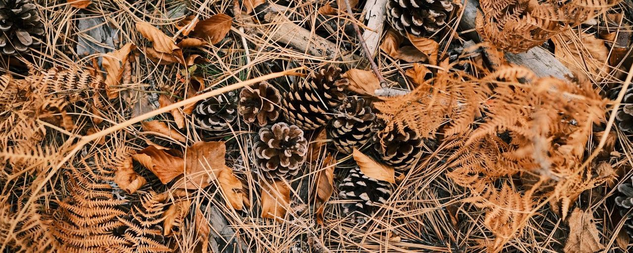 Pine cones, dry needles and orange-brown fern fronds scattered across the forest floor.
