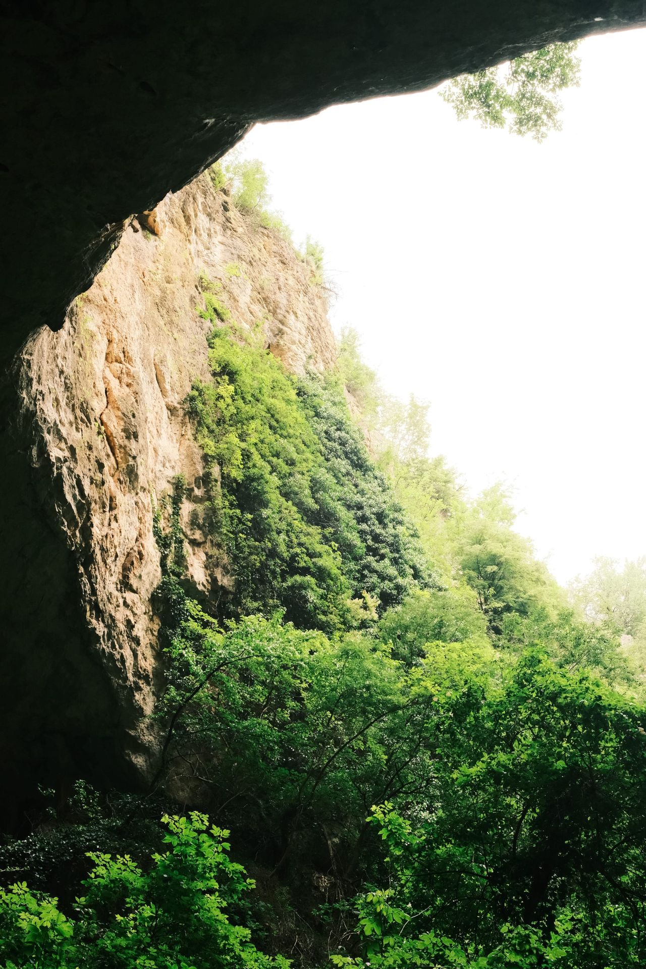Vegetation growing beneath a tall opening in Devetashka Cave