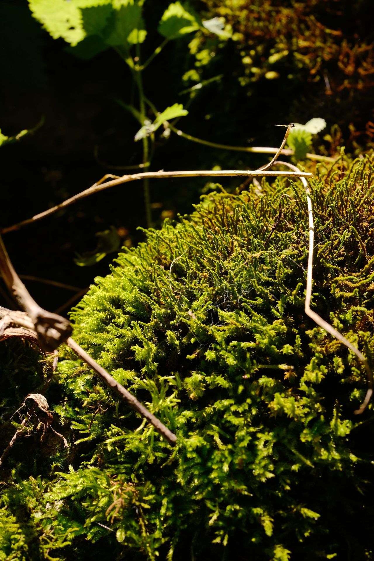 Close view of bright green moss on the forest floor