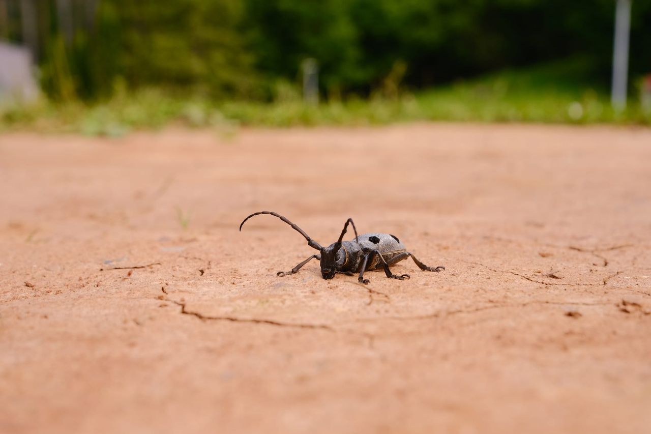 Long-horned beetle crossing a sunlit dirt road