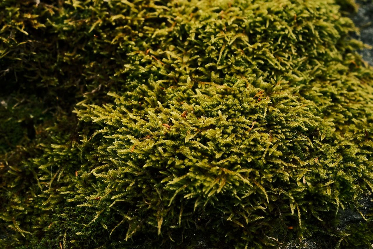 Close-up of green moss and low plants, Bulgaria