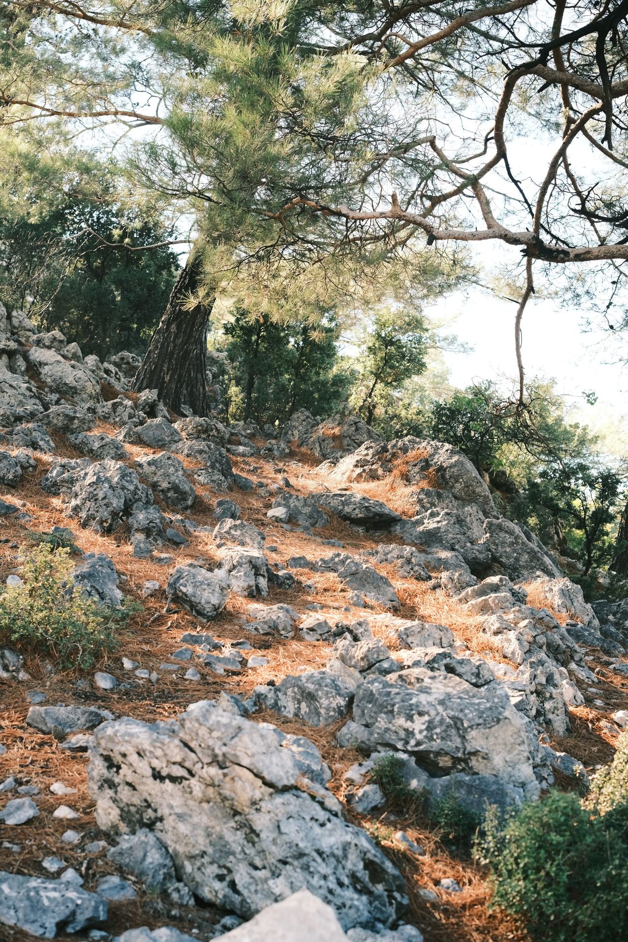 Rocky pine-covered footpath on Babadağ Mountain