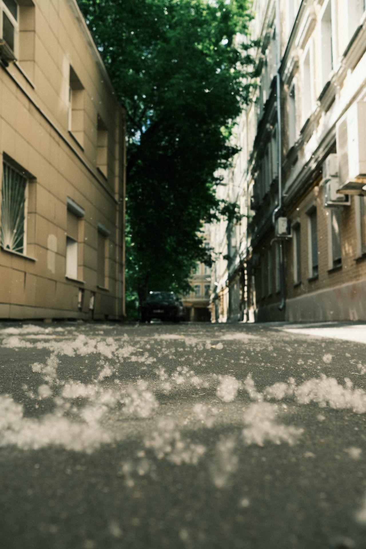 A narrow Moscow courtyard between pale buildings, with leafy trees and white fluff scattered across the asphalt.