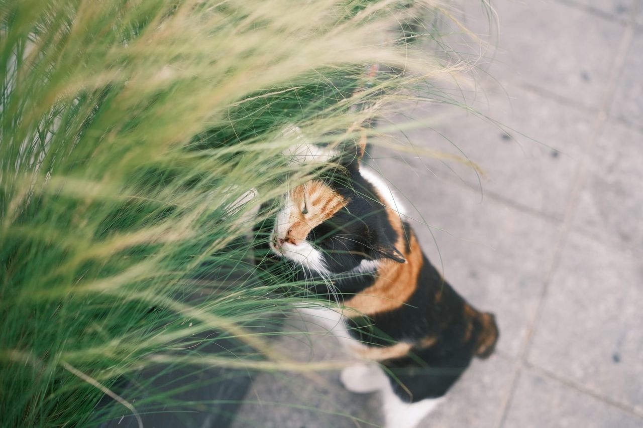 上から見た三毛猫が、灰色の舗装の上を、羽毛のような穂をつけた背の高い観賞用グラスの横を歩いている。