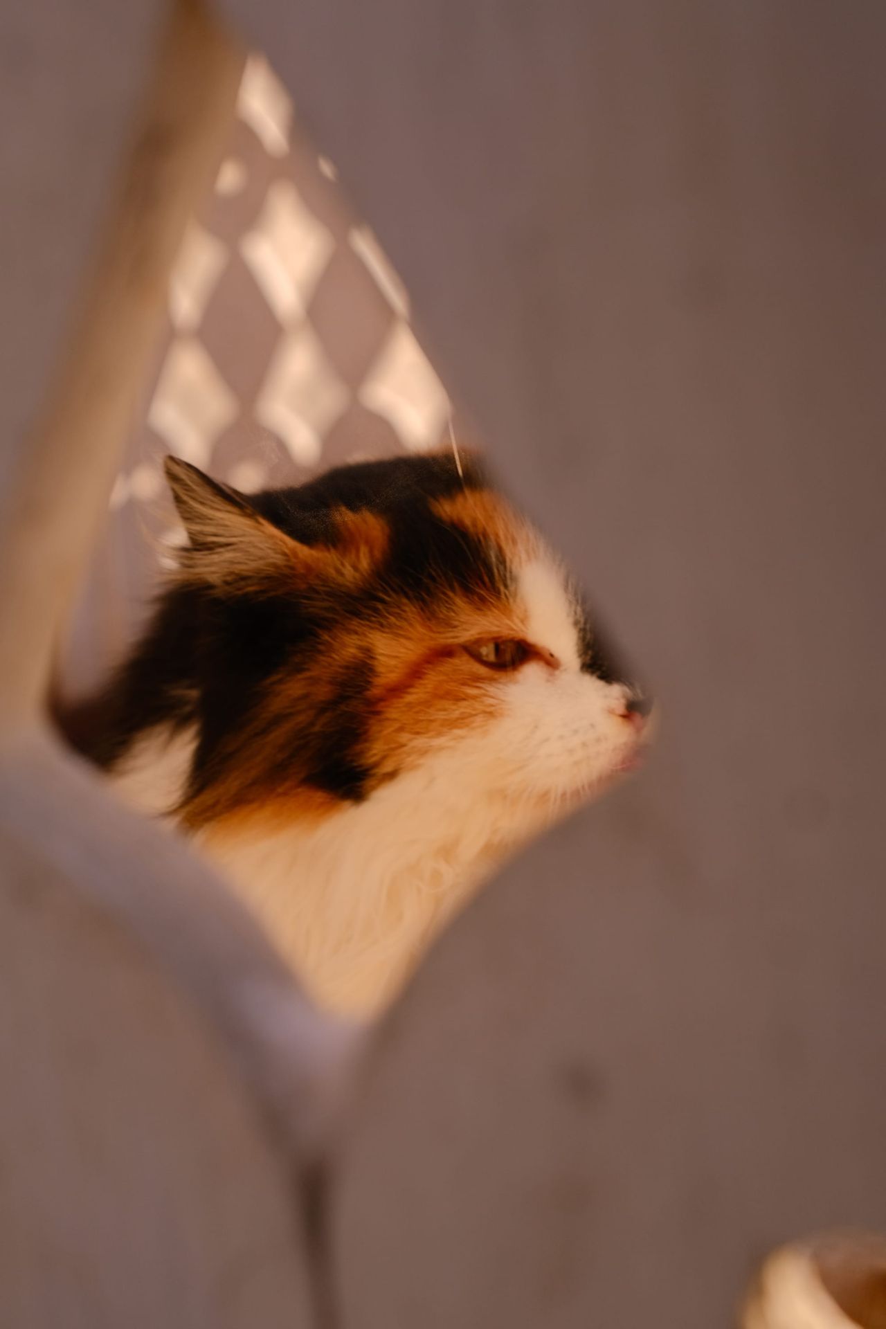 A long-haired calico cat peeking through a diamond-shaped gap in a white lattice in warm, soft light.