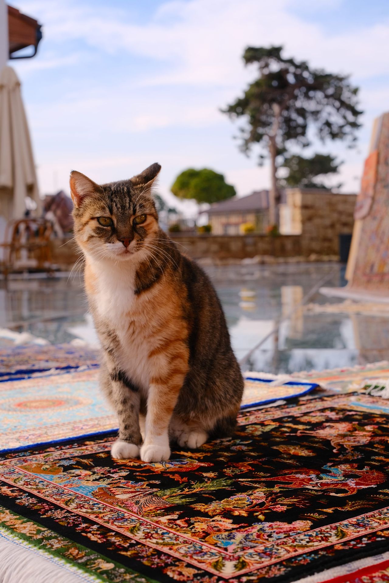 A brown tabby cat sitting on a red patterned oriental rug outdoors beside a reflecting pool, with trees and blue sky behind.
