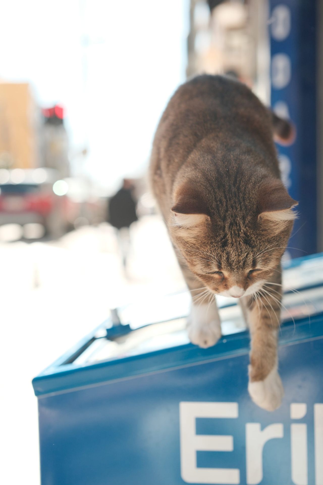 Brown tabby cat climbing down from the top of a blue metal box on a sunny city street, with blurred street and passers-by behind.