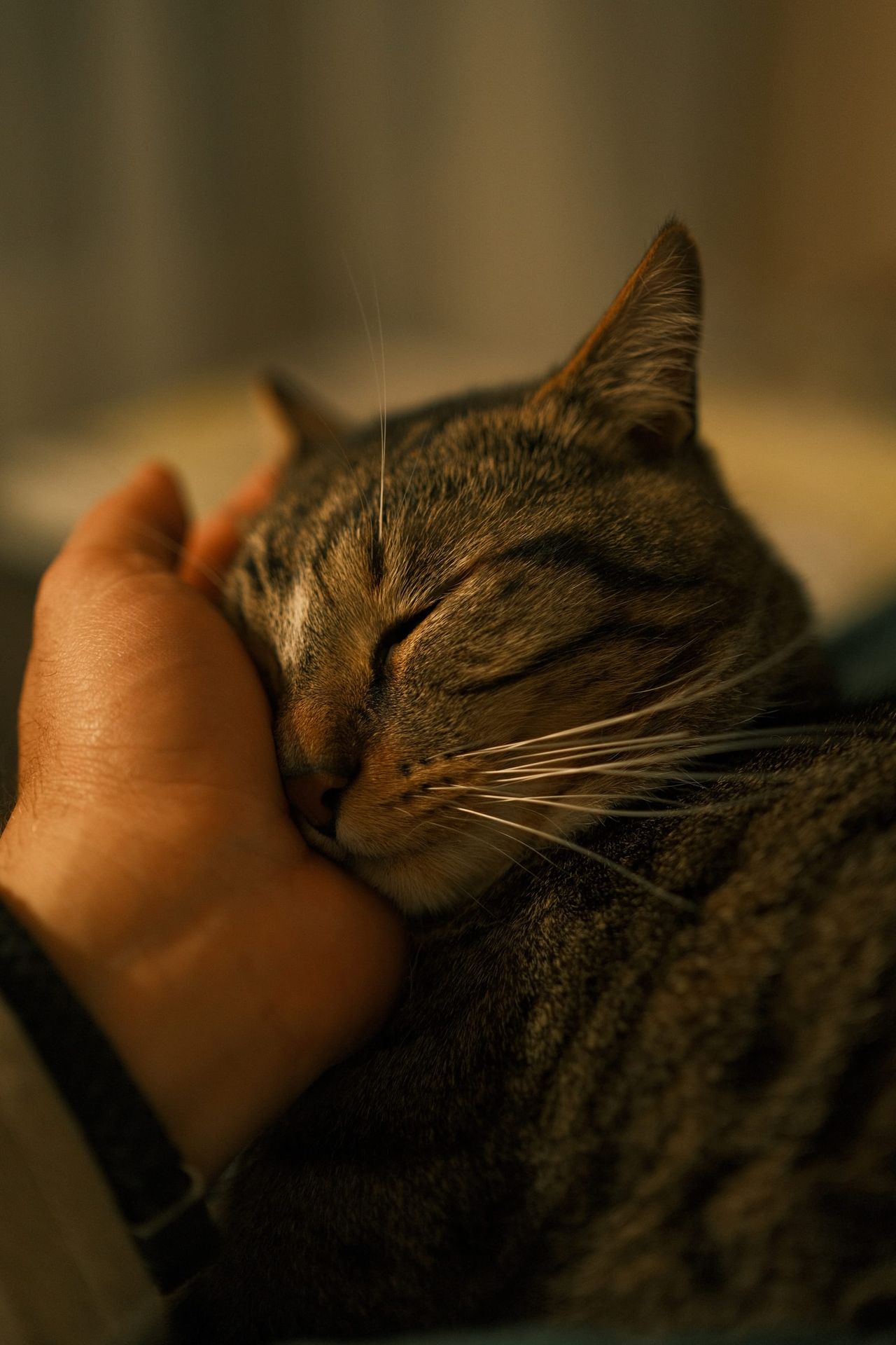Brown tabby cat with eyes closed leaning into a person's hand being scratched under the chin, in warm indoor light.