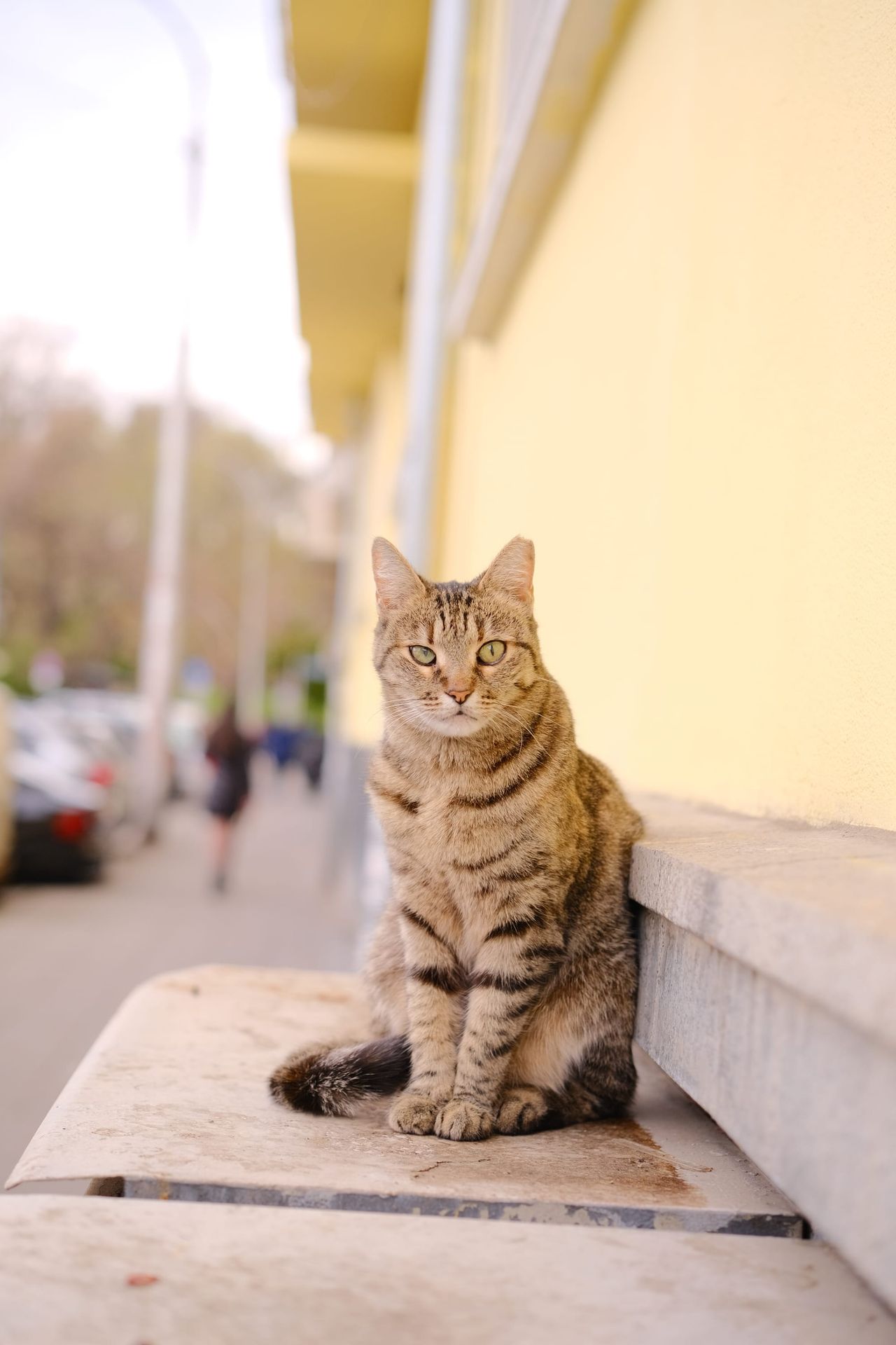 Brown tabby cat sitting on a stone ledge beside a yellow wall and looking at the camera, with a blurred street and parked cars behind.