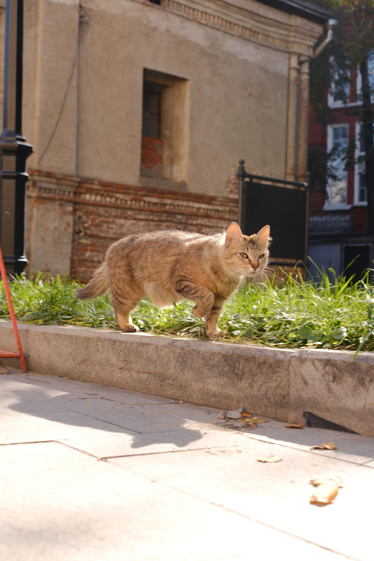 Ginger tabby cat walking along a grassy kerb in front of an old brick building on a sunny morning.