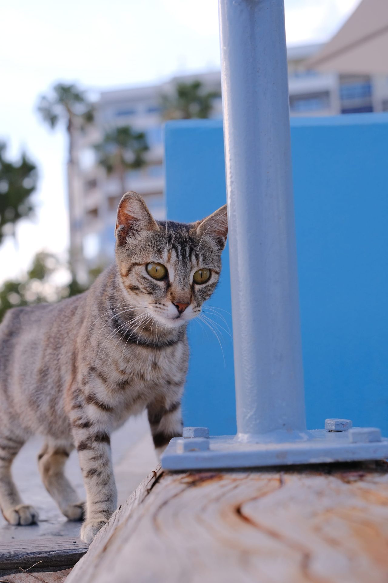 Grey tabby cat standing on a wooden platform beside a blue metal post, with palm trees and buildings behind.