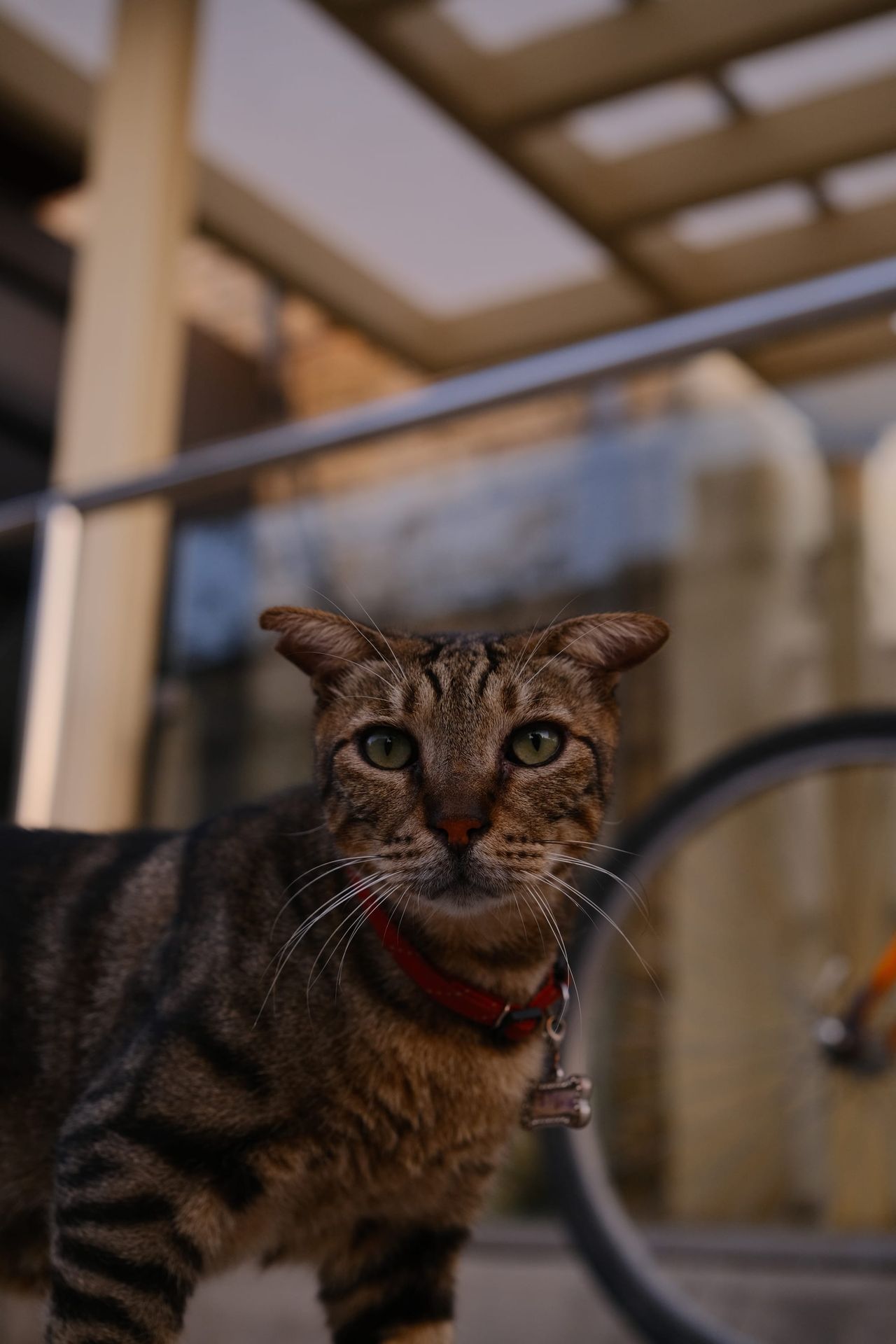 Gato atigrado marrón con un collar rojo y un cascabel de pie bajo una pérgola, con una rueda de bicicleta detrás, mirando a la cámara