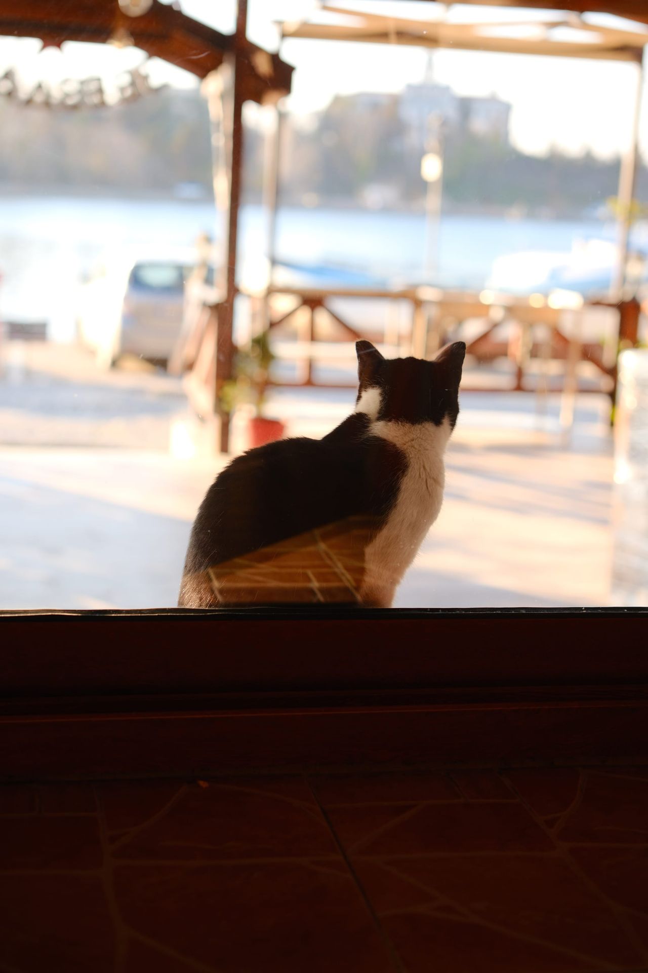 Black-and-white cat seen from behind sitting on a counter and looking out at a sunny waterfront cafe terrace