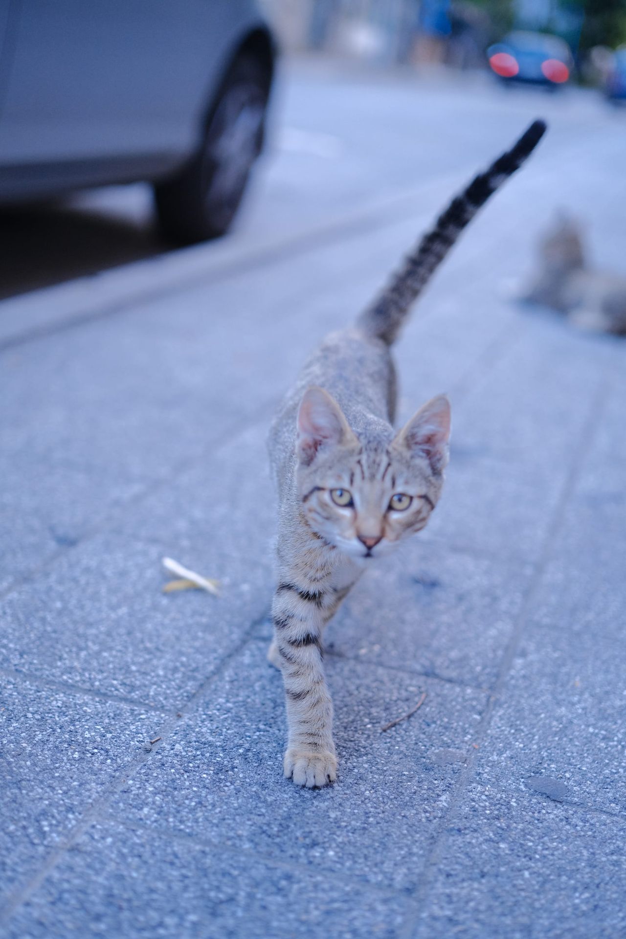 尻尾をぴんと立てて歩道をカメラに向かって歩くサバトラの子猫、画面の端には駐車中の車がある