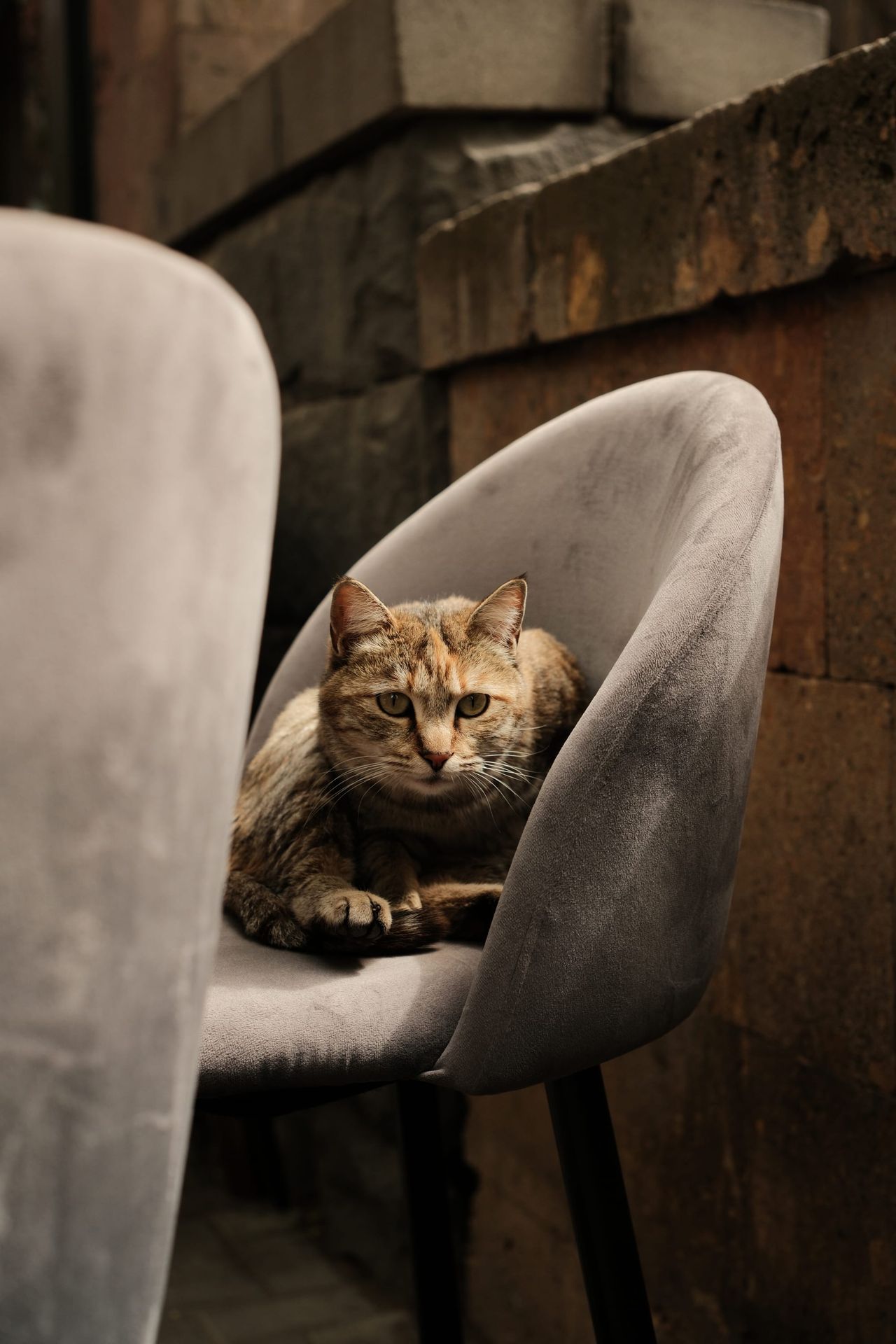 Tortoiseshell tabby cat curled up in a grey velvet armchair in front of a dark stone wall, looking at the camera
