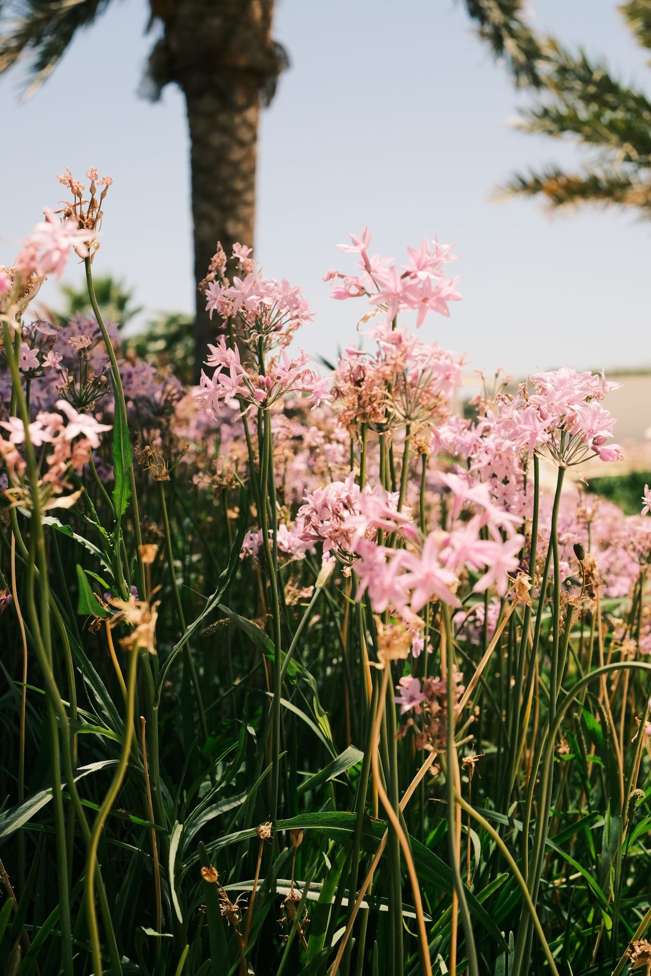Clusters of pale pink star-shaped flowers on tall green stems in front of a palm trunk and a clear sky.