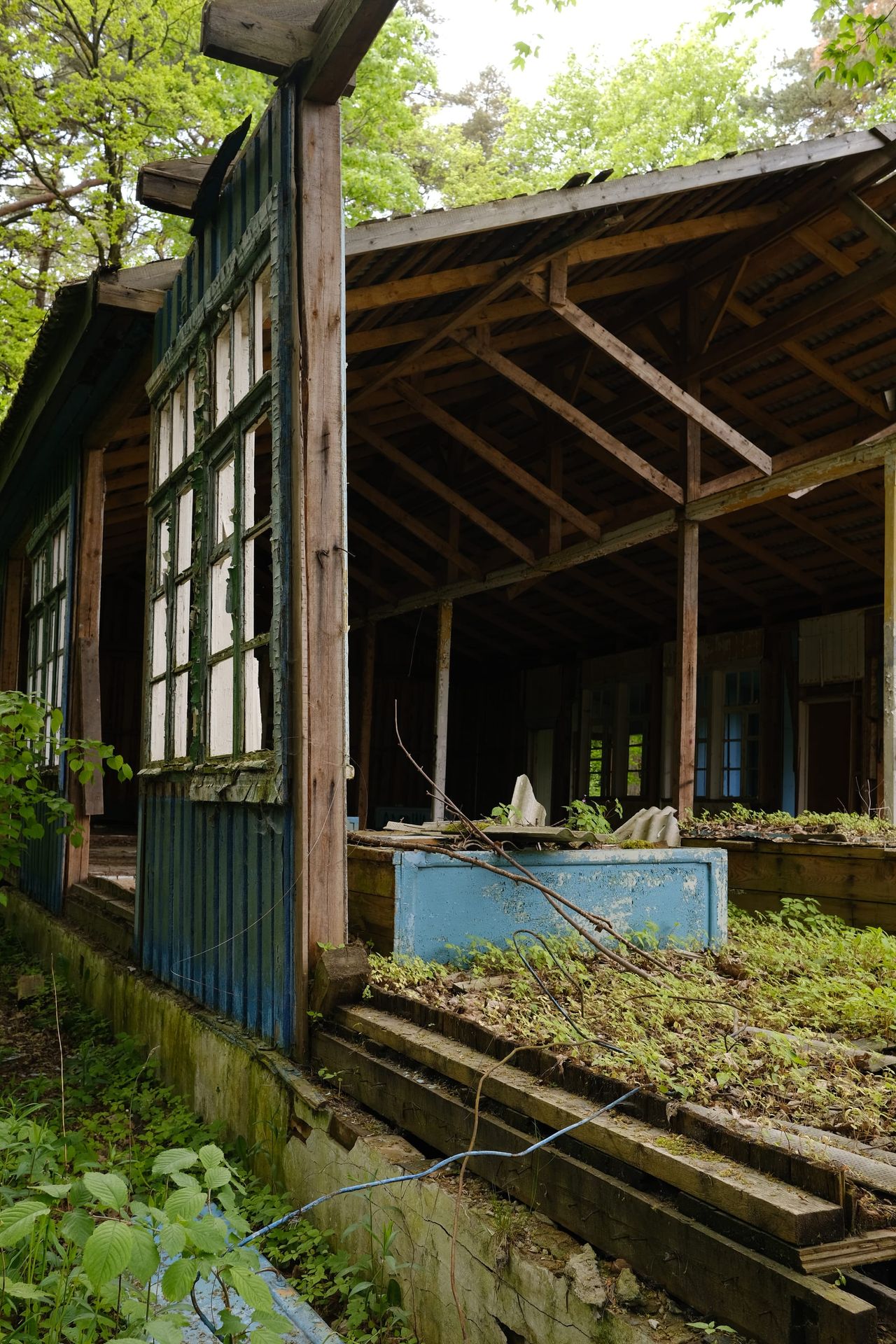 Una galería de madera en ruinas con pintura azul desconchada, ventanas rotas y plantas creciendo en el suelo, rodeada de árboles.