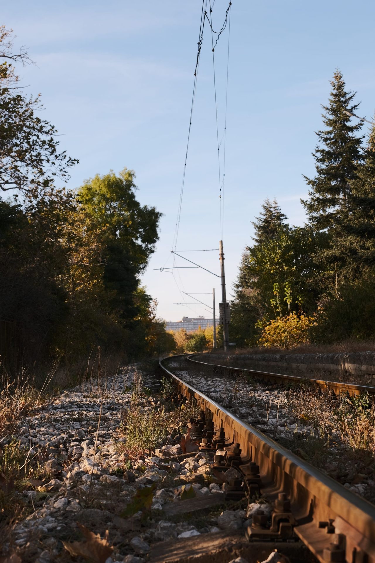 Railway tracks curve through woodland beneath overhead wires.