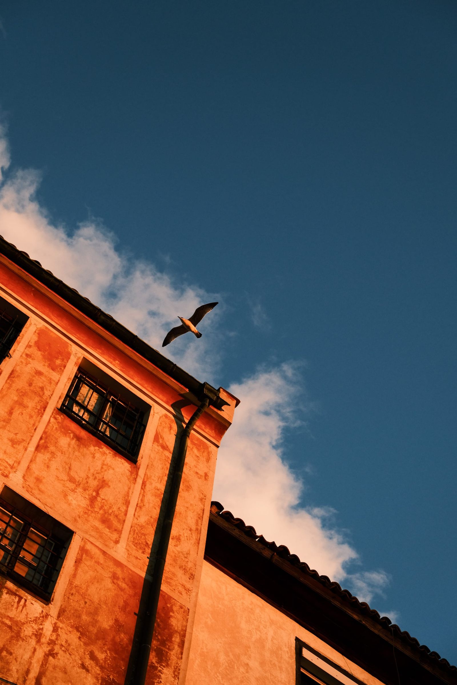 Bird flying above a terracotta building under a deep blue sky