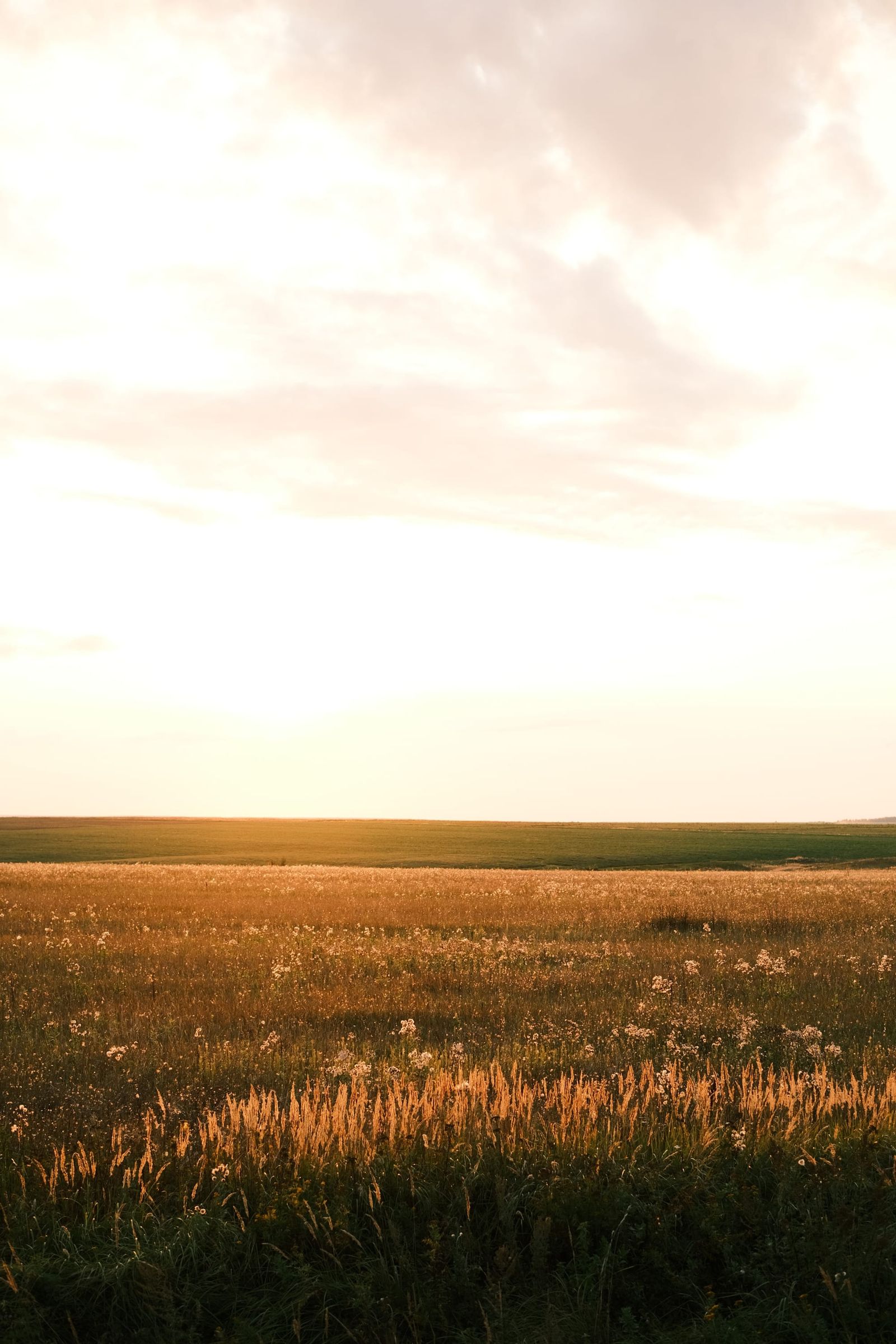 Sunlit grain field stretching to the horizon beneath a pale clouded sky