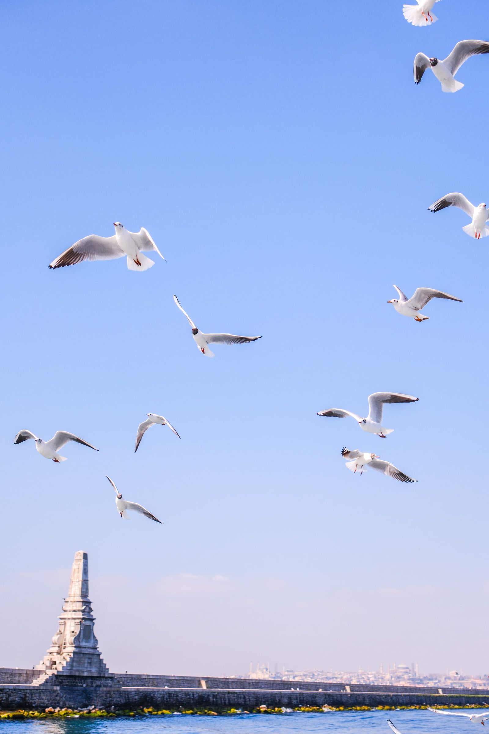Flock of seagulls above a harbour breakwater and white navigation tower