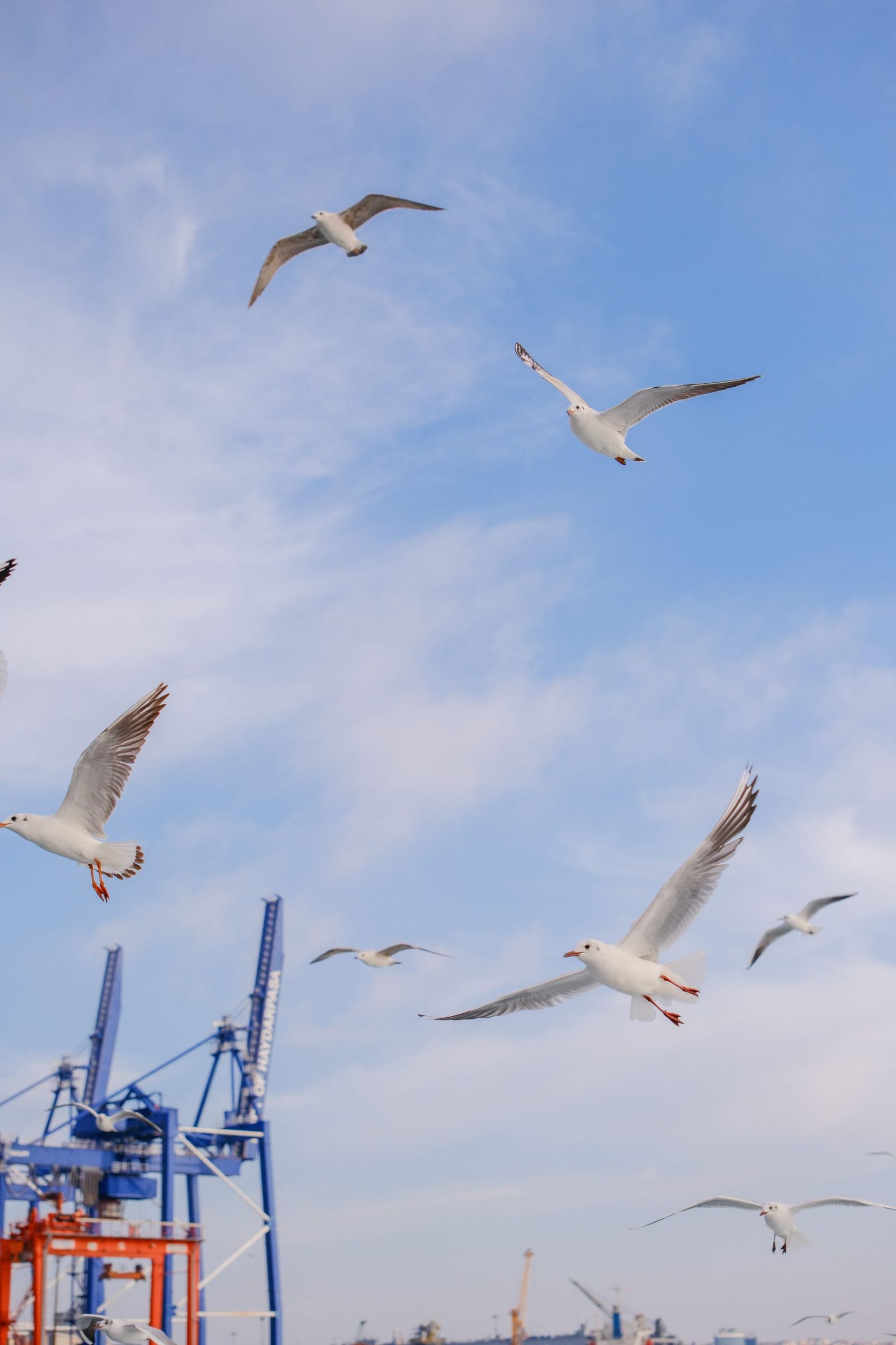 Seagulls flying above harbour cranes beneath a lightly clouded blue sky