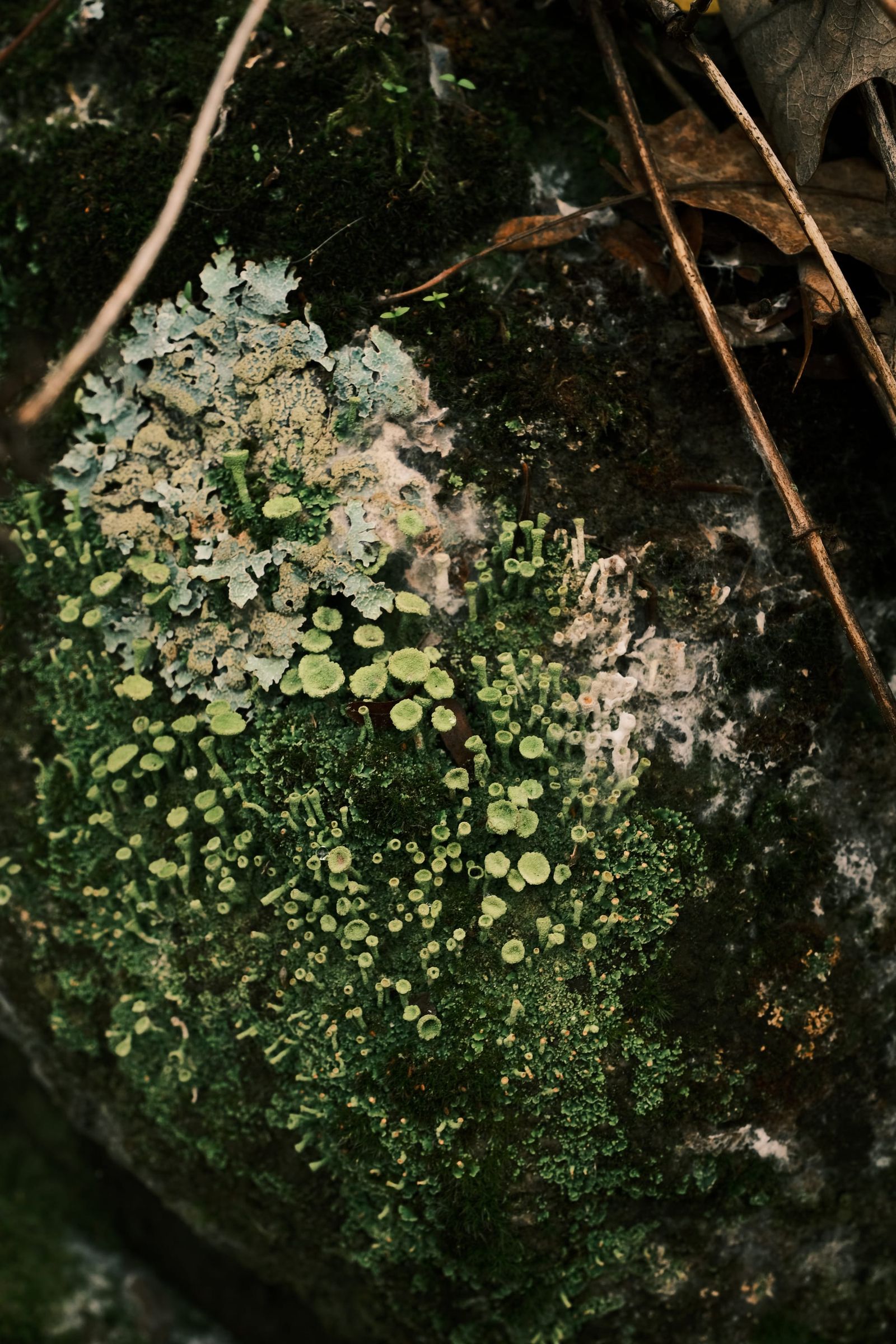 Clusters of tiny white flowers spread across a dark, leafy patch of ground.