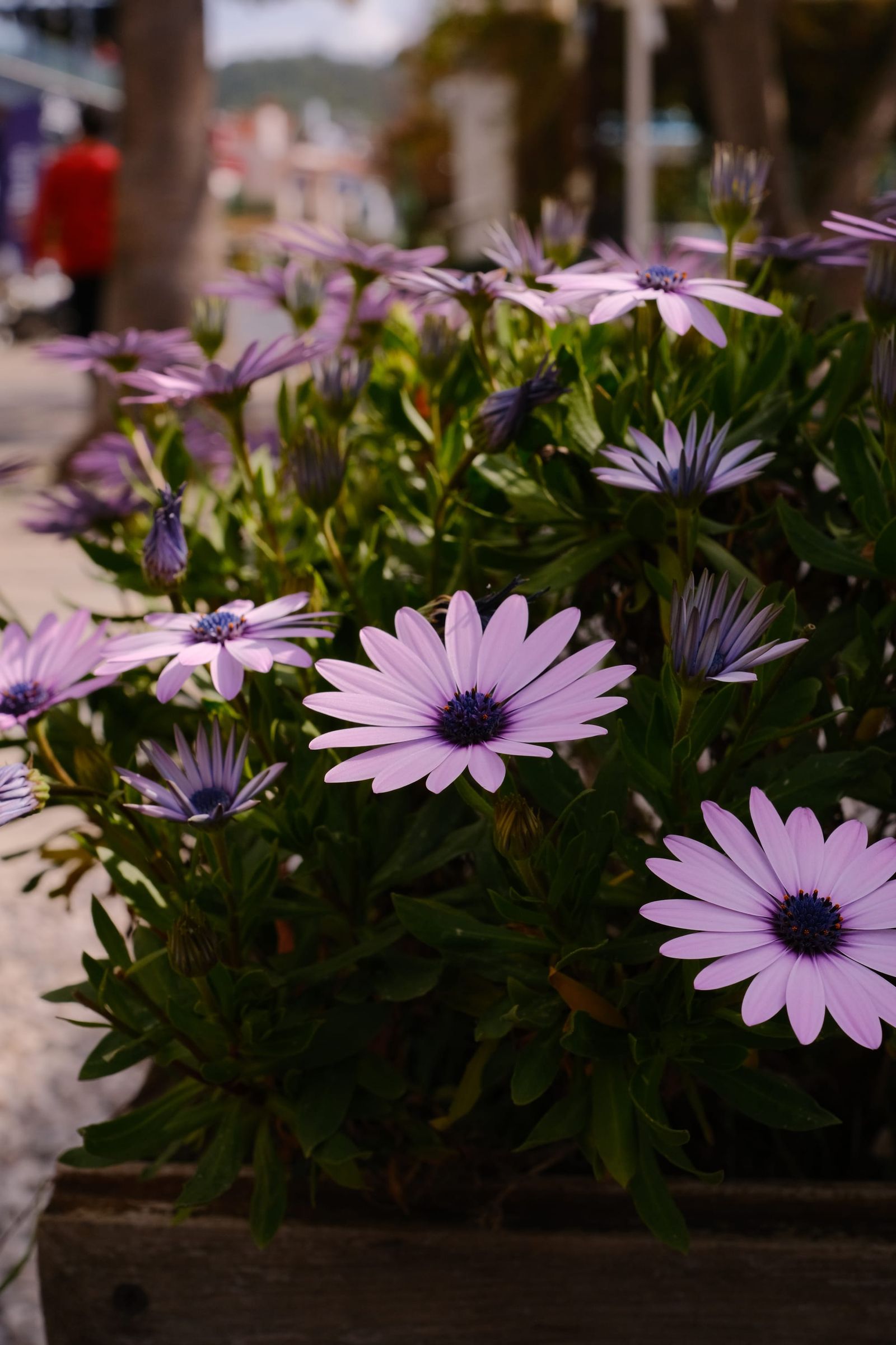 Close view of purple daisy-shaped flowers with dark centres and green leaves.