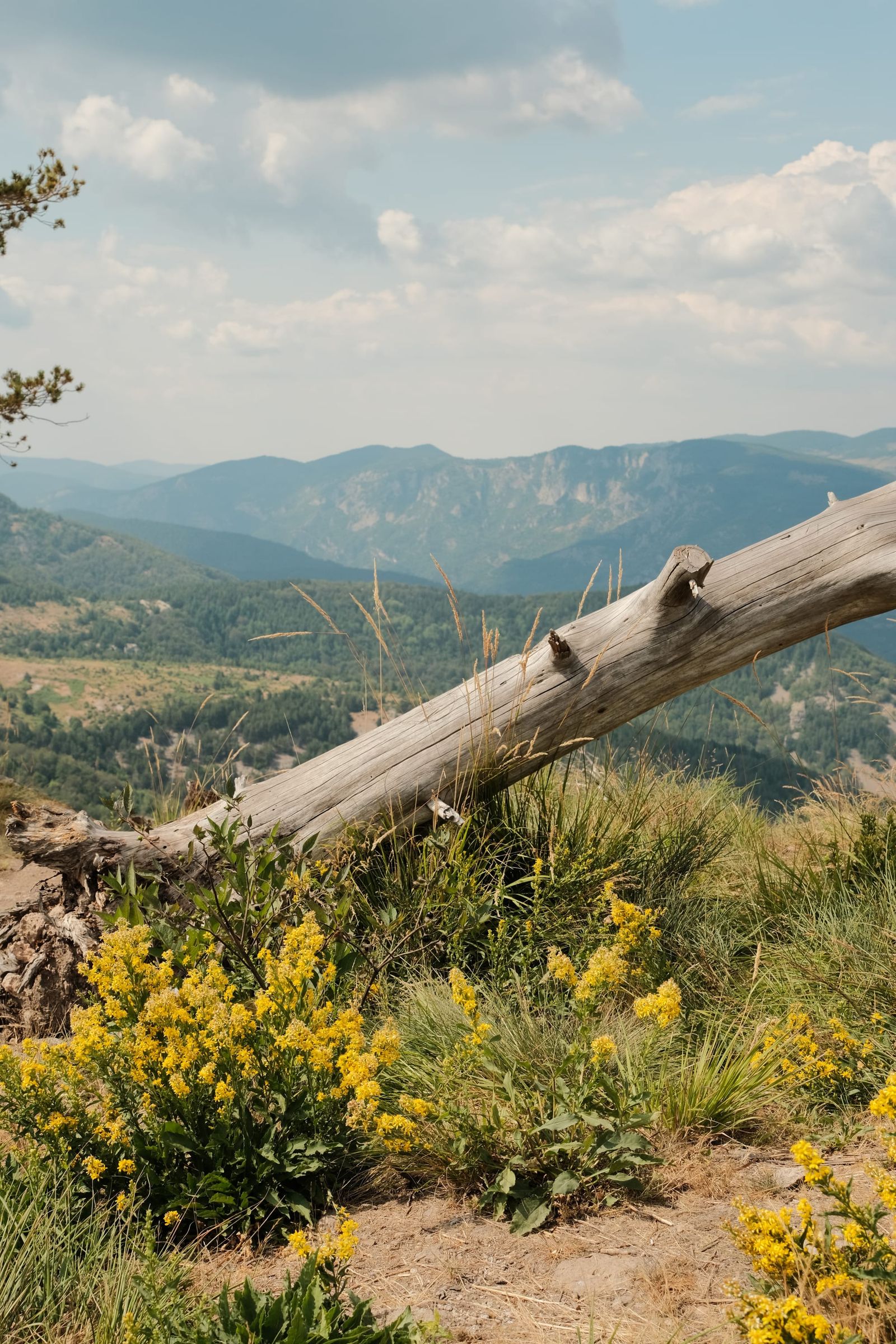 Yellow wildflowers and a wooden fence overlook a broad mountain landscape.