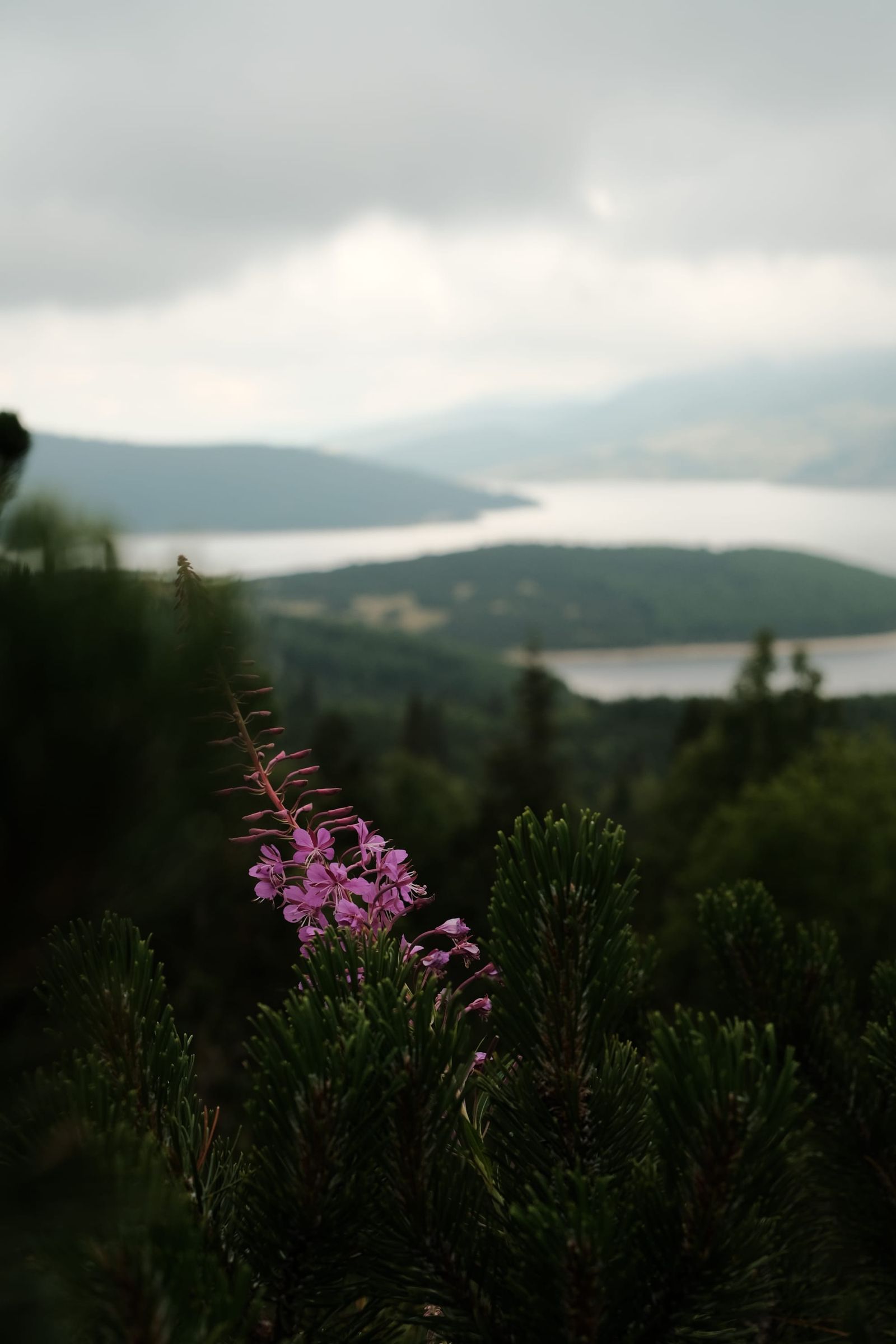 Pink flowers in the foreground overlook a distant bay beneath a cloudy sky.