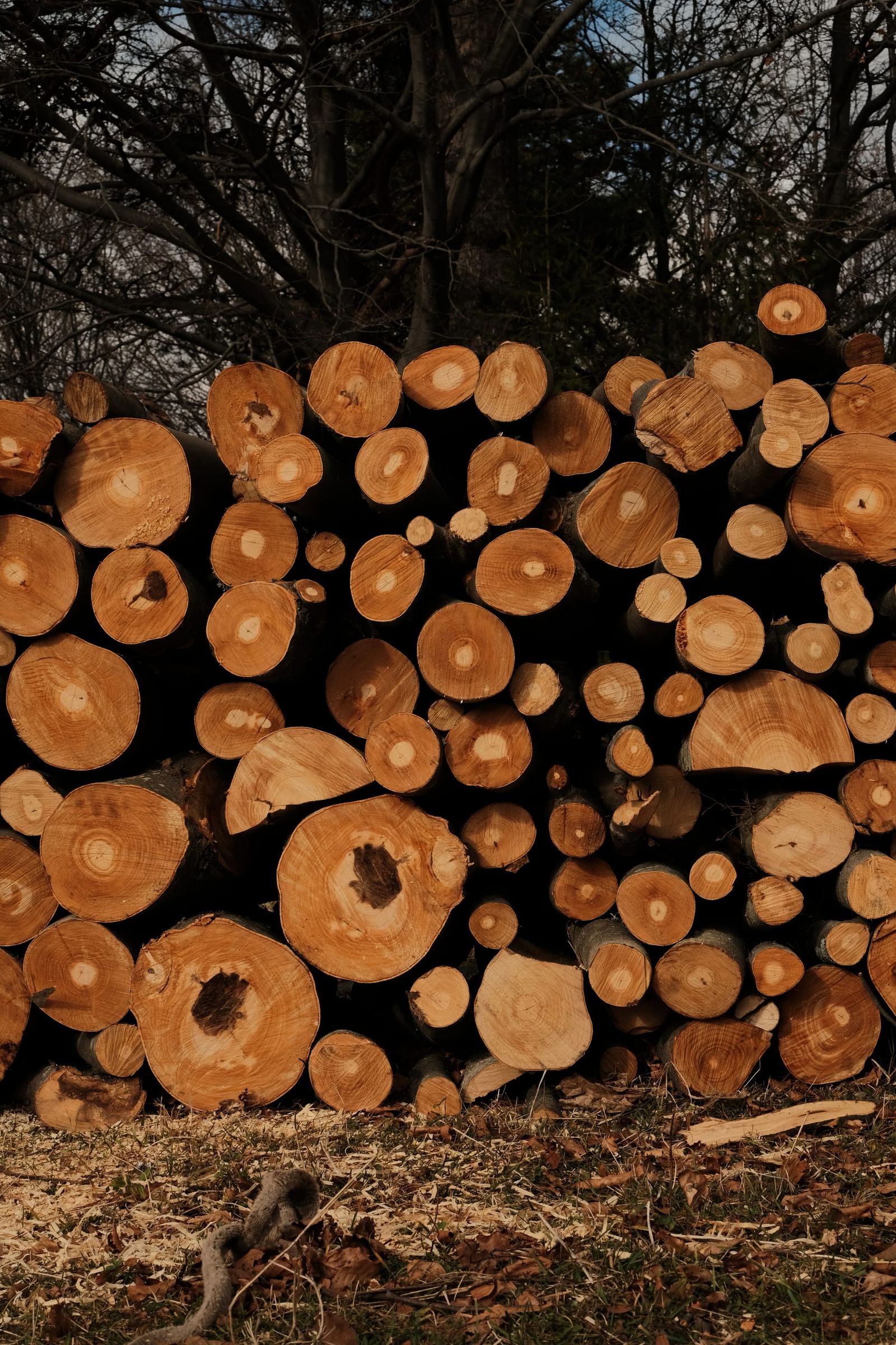 Freshly cut ends of logs stacked in a tall pile beside the forest.