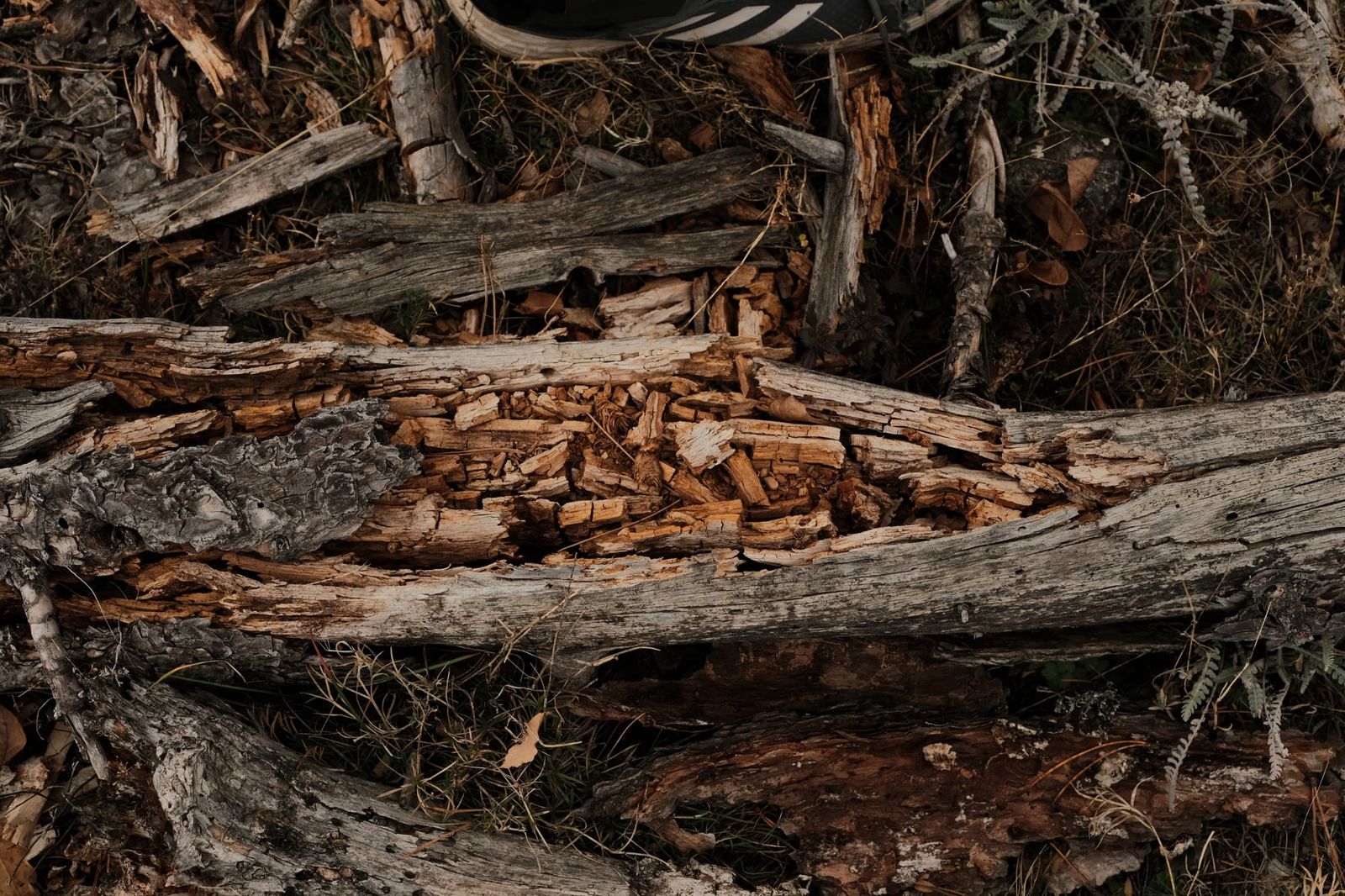 Weathered logs, exposed roots and dry leaves cover the forest floor.