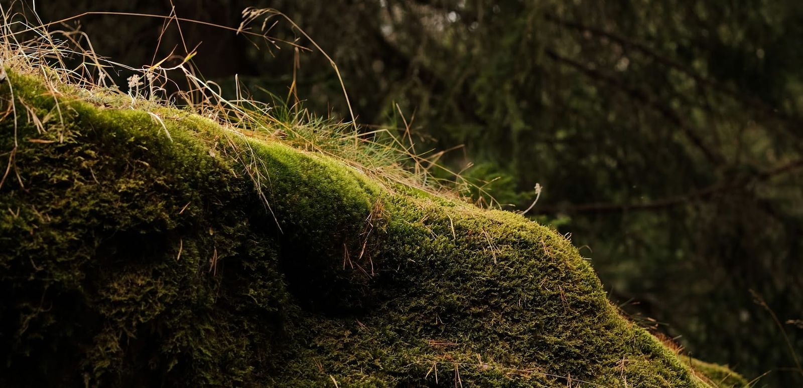 Sunlight catches a thick layer of green moss on a rock beneath forest branches.