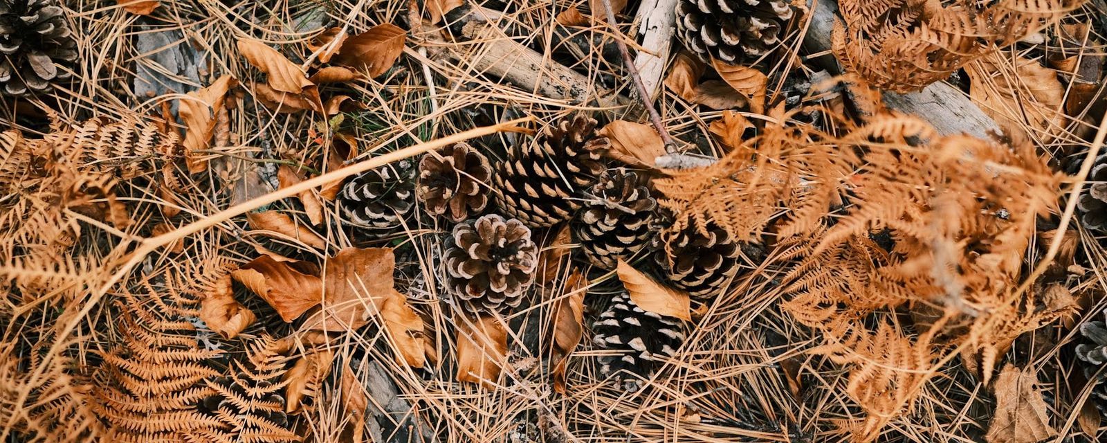 Pine cones, dry needles and orange-brown fern fronds scattered across the forest floor.